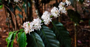 珈琲の花　コーヒーノキに咲く花