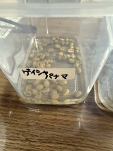 ゲイシャパナマの生豆。大きさの均一さと、豆のしっかりした状態が素敵です