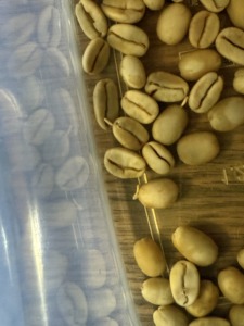 生豆から芽が出てきている