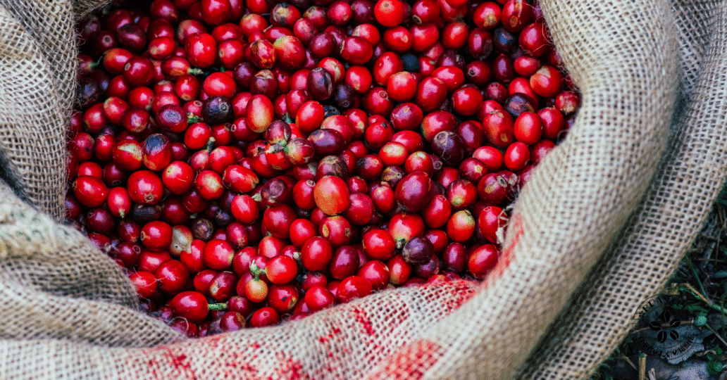 コーヒーの実。