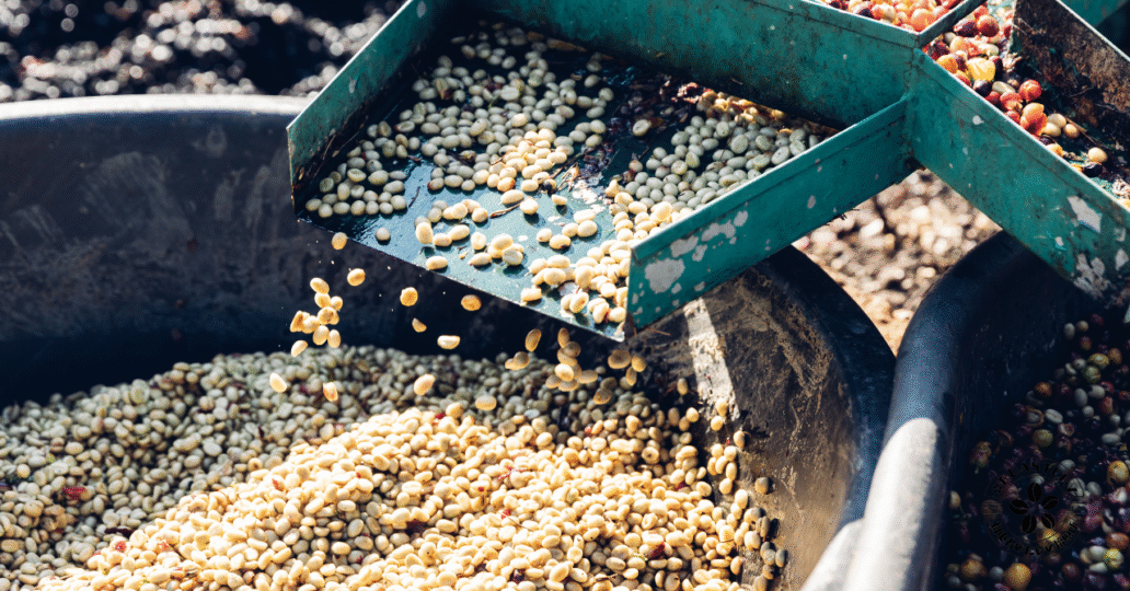 ウォッシュドの生成方法を解説