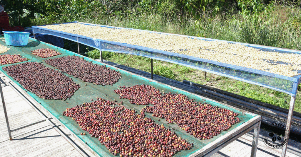 コーヒーのナチュラル精製方法について解説しています