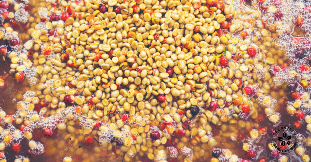 ハニー精製方法について解説しています。コーヒー初心者のための焙煎所