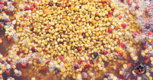 ハニー精製方法について解説しています。コーヒー初心者のための焙煎所