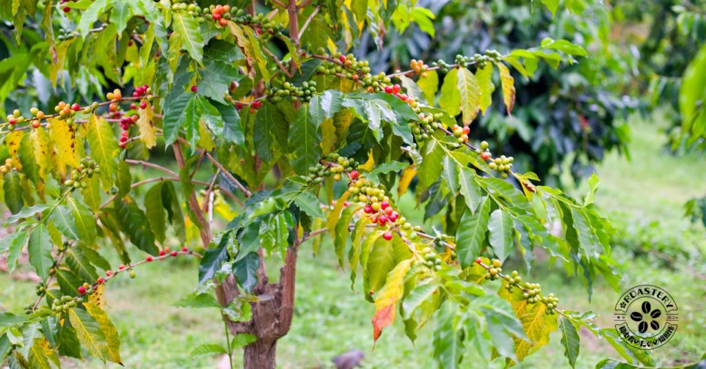 大きく育ったコーヒーの木。コーヒーチェリーもスーパーフードとして有名