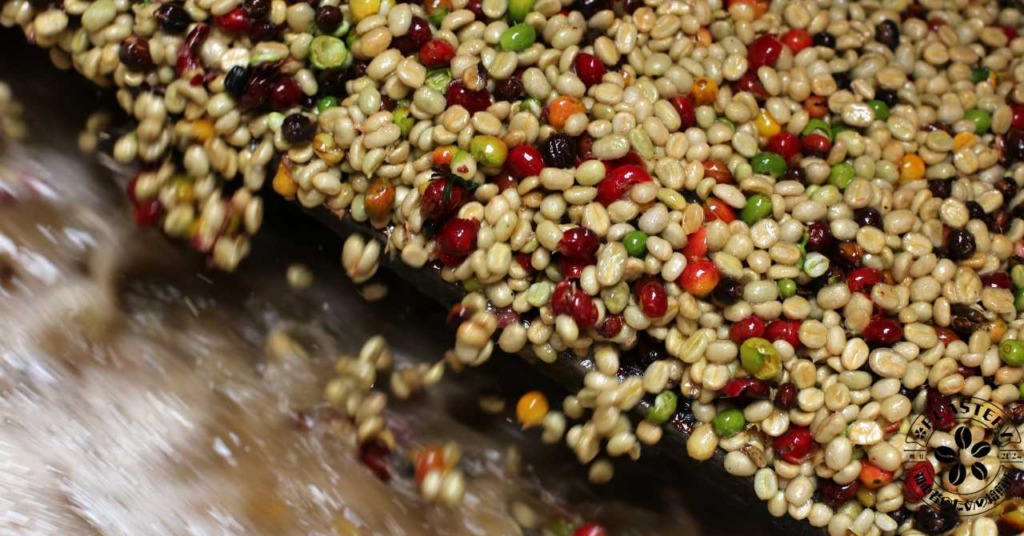 ウォッシュドのコーヒー精製方法について解説しています