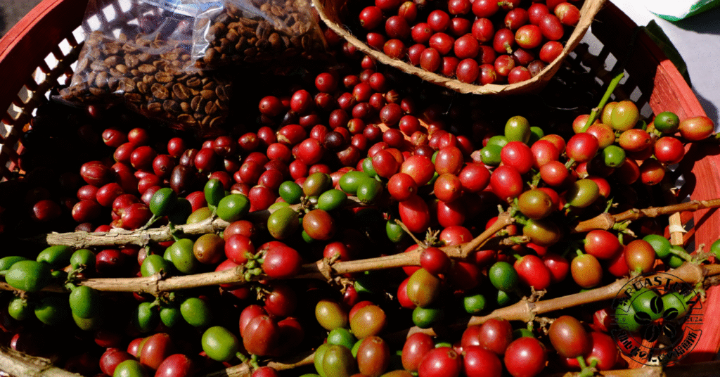 ロブスタ種とアラビカ種の違いを徹底解説