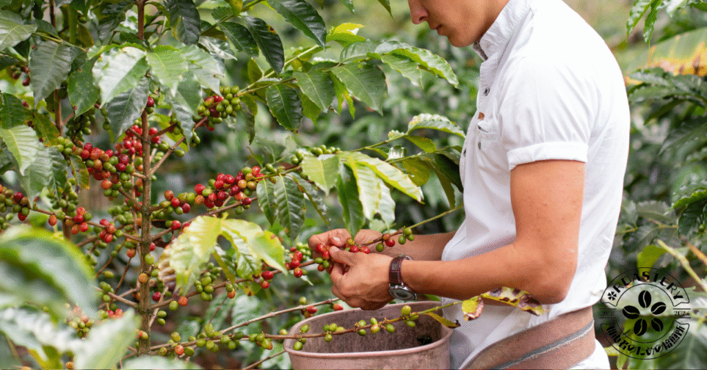 ニュークロップで味わうコーヒーはとても贅沢な時間になります。