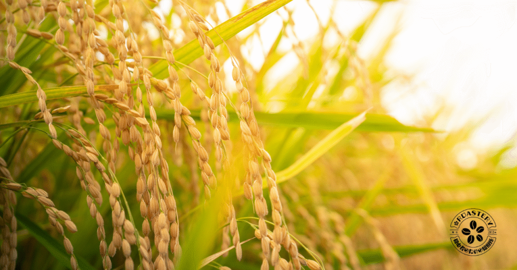 コーヒー豆もお米のように新米がある？‼ニュークロップについて解説