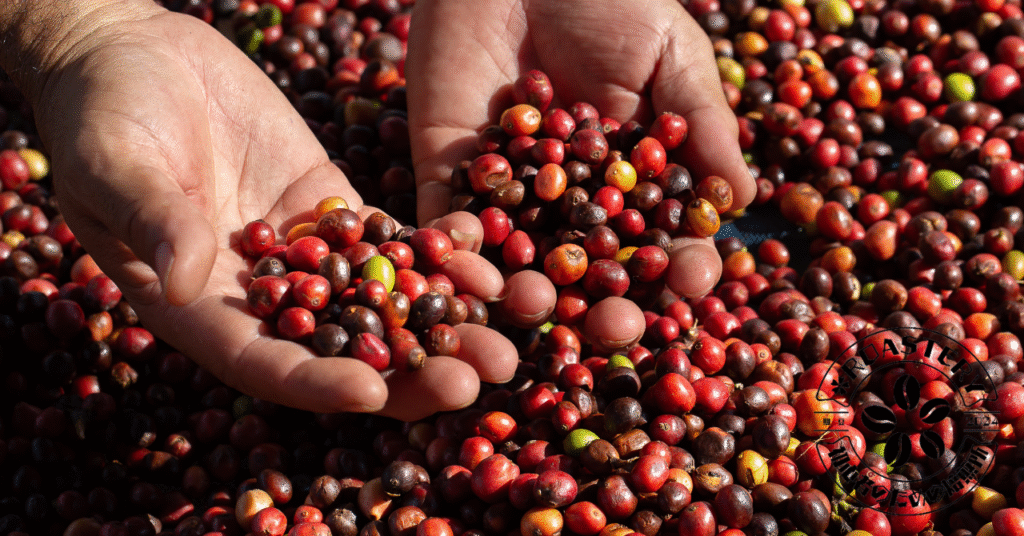 ゲイシャの魅力を徹底解説。値段相応のコーヒーを楽しむたのめコツ